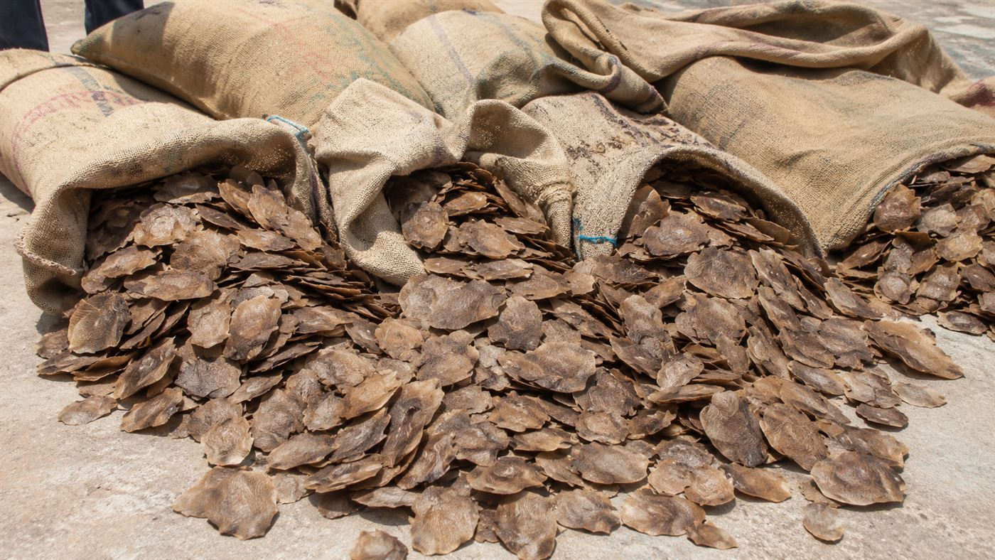Sacks of confiscated pangolin scales laid out after a wildlife trafficking seizure