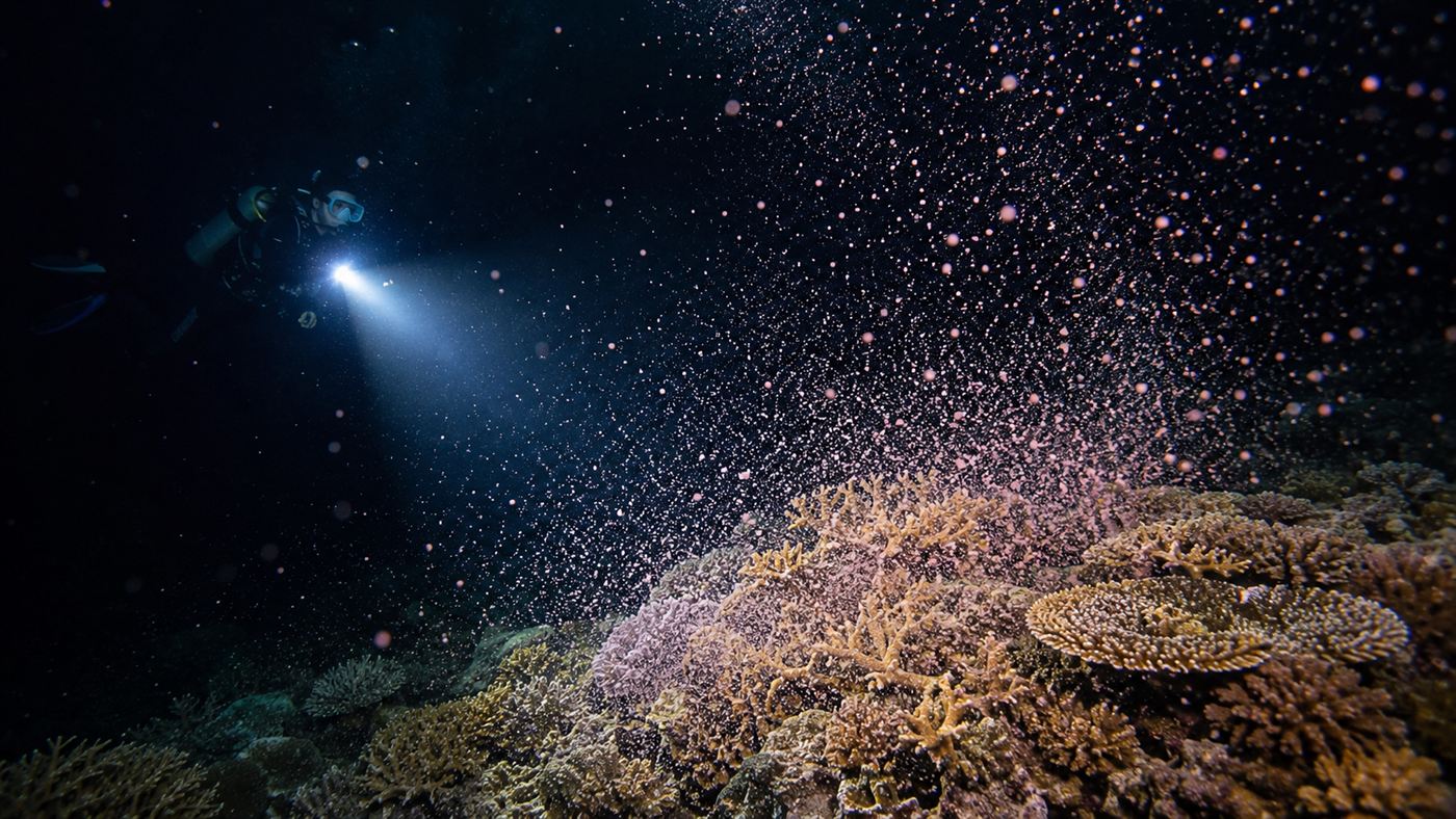 A cloud of tiny coral eggs and sperm released into dark water during a night-time mass spawning event