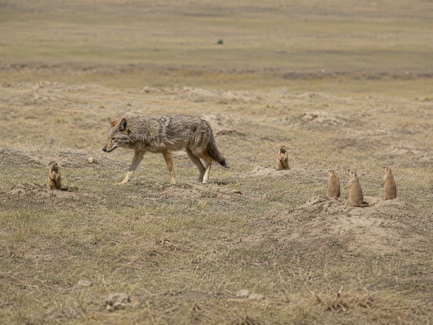 A coyote crossing a prairie dog colony while prairie dogs watch alertly, the kind of threat prairie dog language describes