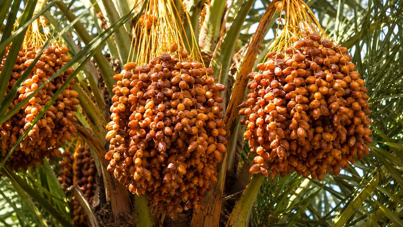 Heavy clusters of ripe amber-brown dates hanging among green palm fronds in warm sunlight