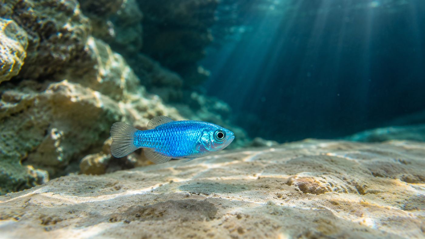 A small iridescent neon-blue Devils Hole pupfish hovering over a pale limestone shelf in clear sunlit turquoise water