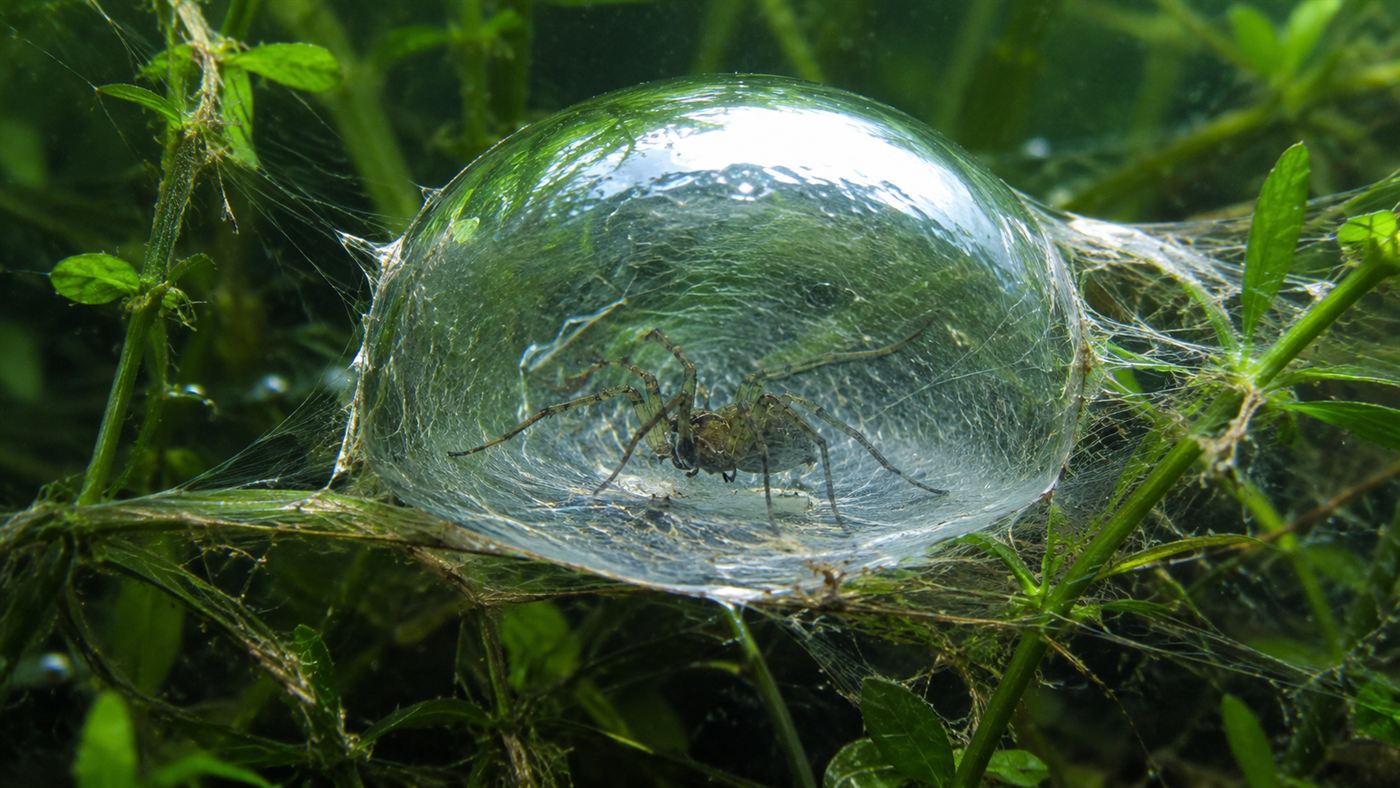 Close-up of the silk diving bell dome filled with a large silvery bubble of air, the spider resting inside underwater