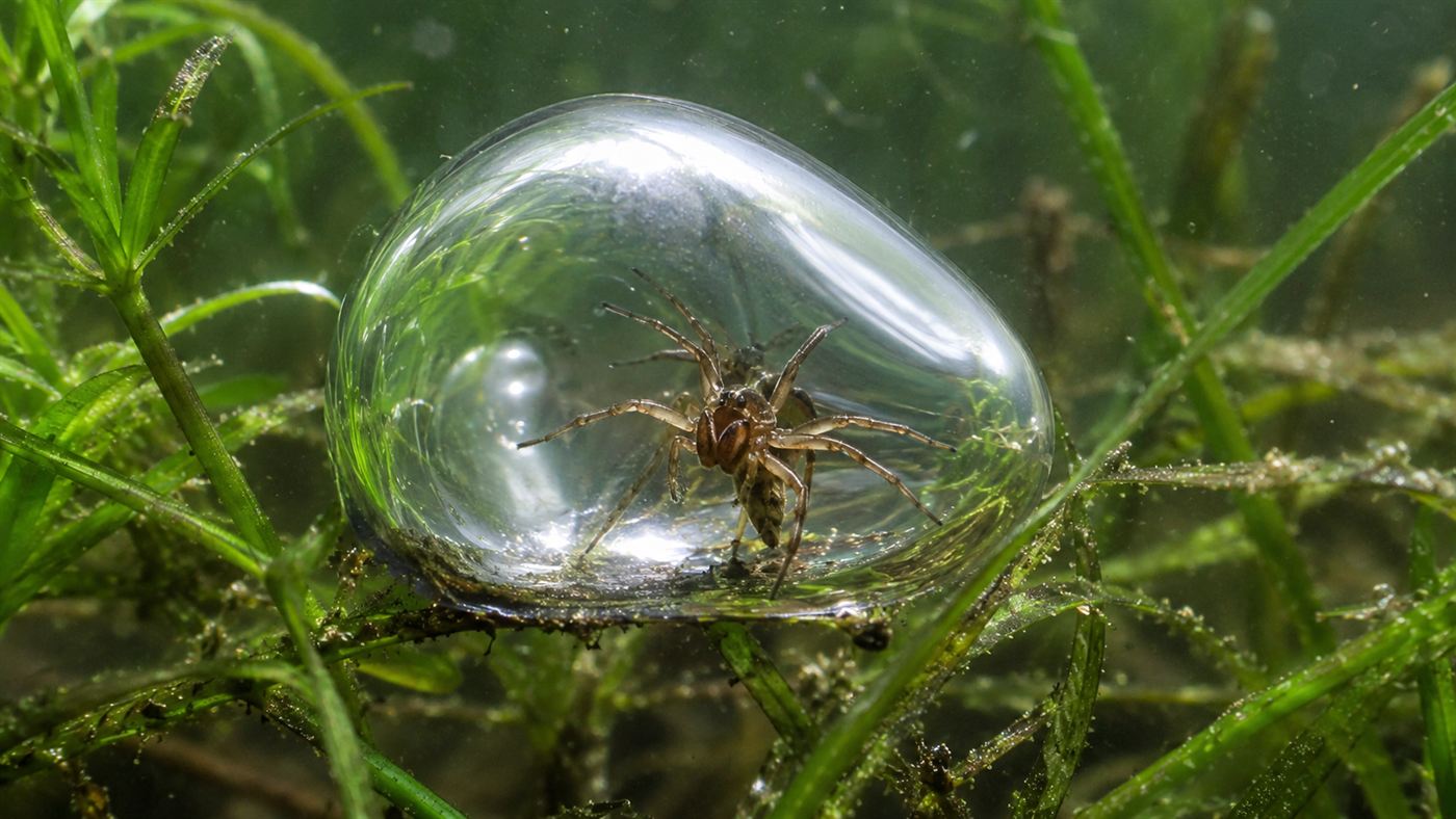 A diving bell spider inside a silvery bubble of air attached to underwater plants in a freshwater pond