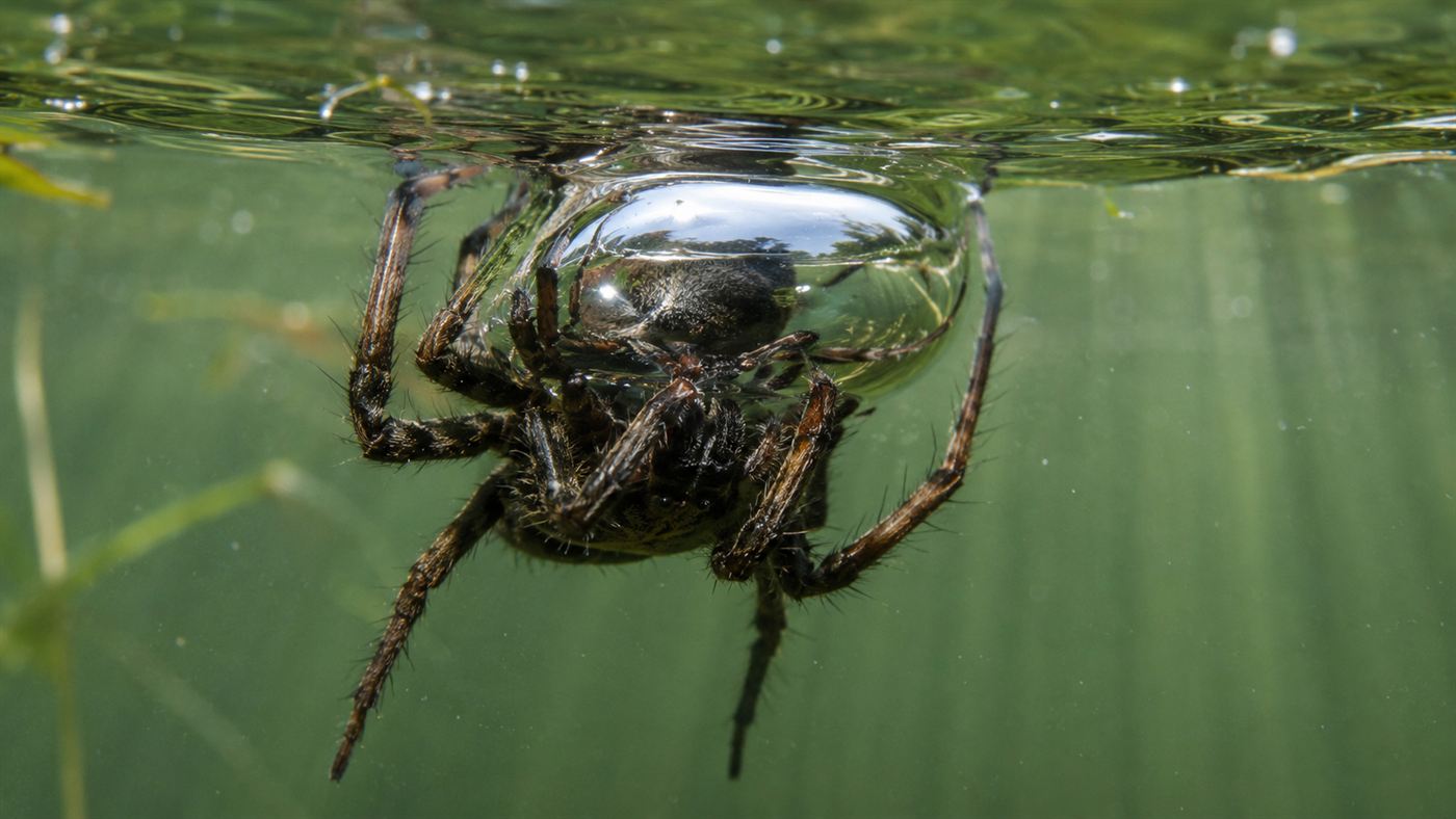 A diving bell spider at the water surface trapping a bubble of air against its hairy body before diving back down