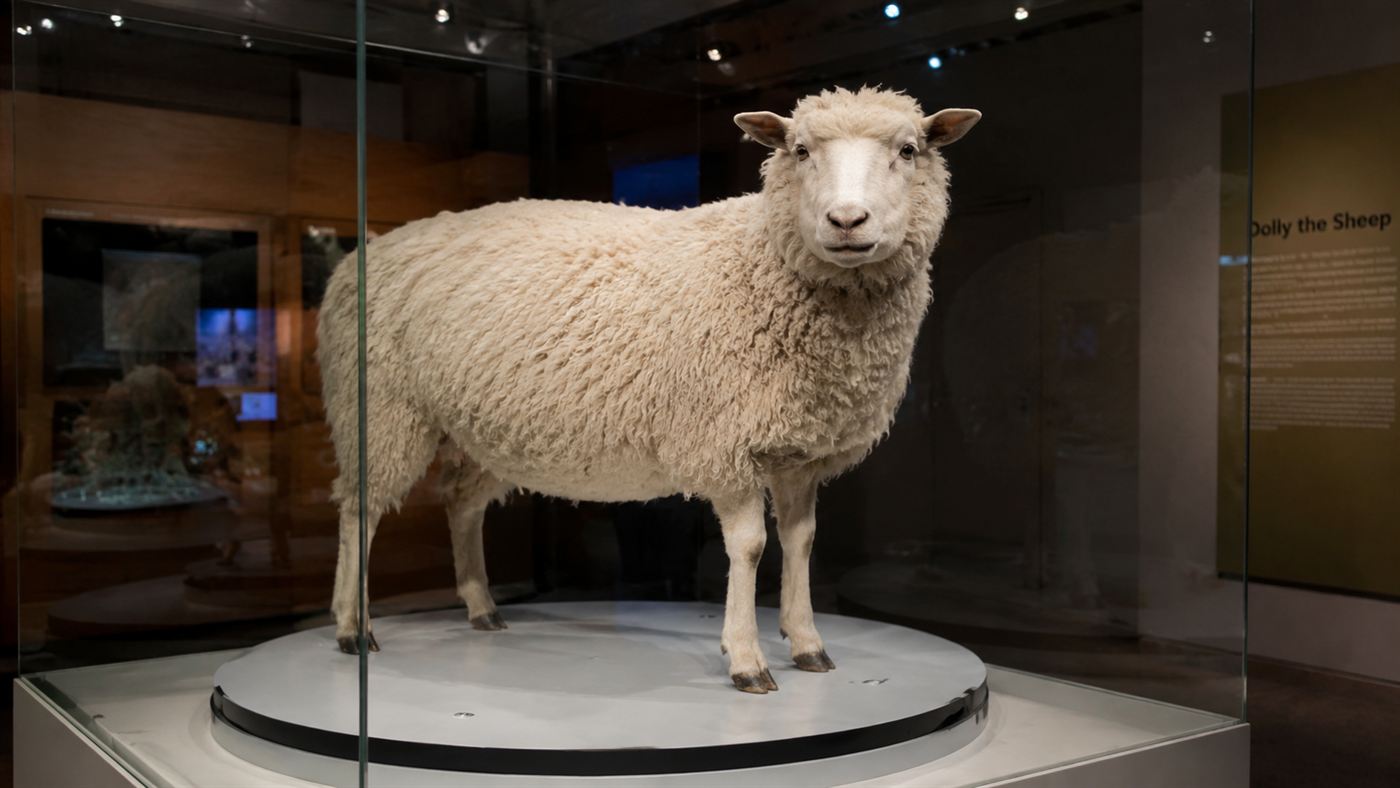 A taxidermied white sheep mounted in a glass museum display case, like Dolly the sheep on show in Scotland