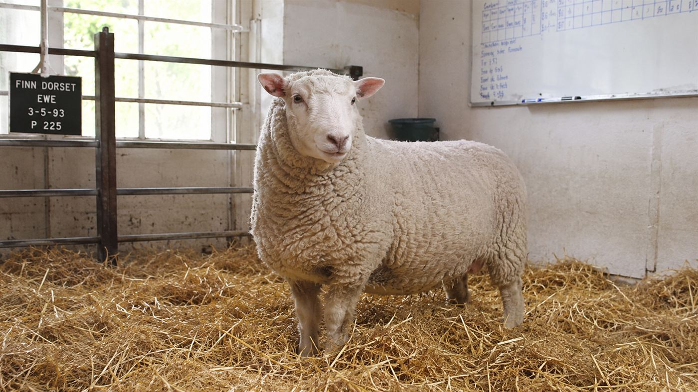 A white Finn Dorset ewe in a 1990s research barn, representing Dolly the sheep