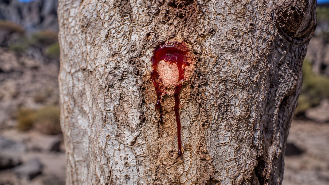 Close-up of a dragon blood tree trunk with bright red resin, known as dragon's blood, bleeding from a cut in the grey bark