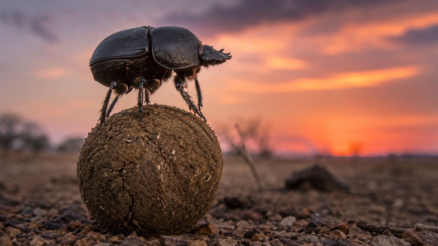 A black dung beetle standing on top of its round dung ball against a soft twilight sky
