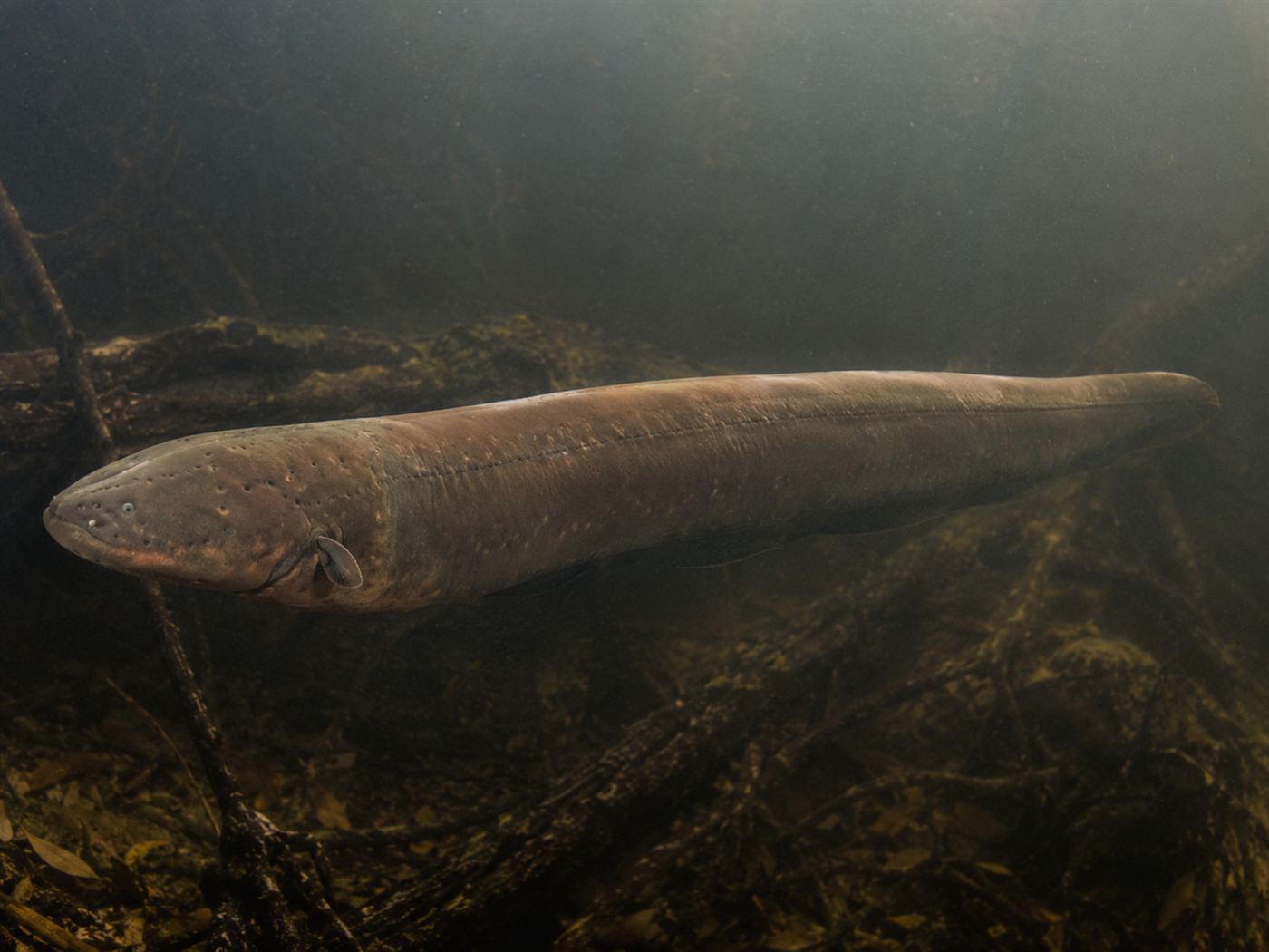An electric eel in dark Amazon River water showing its elongated brown body with the electric organ running nearly the full length of its torso