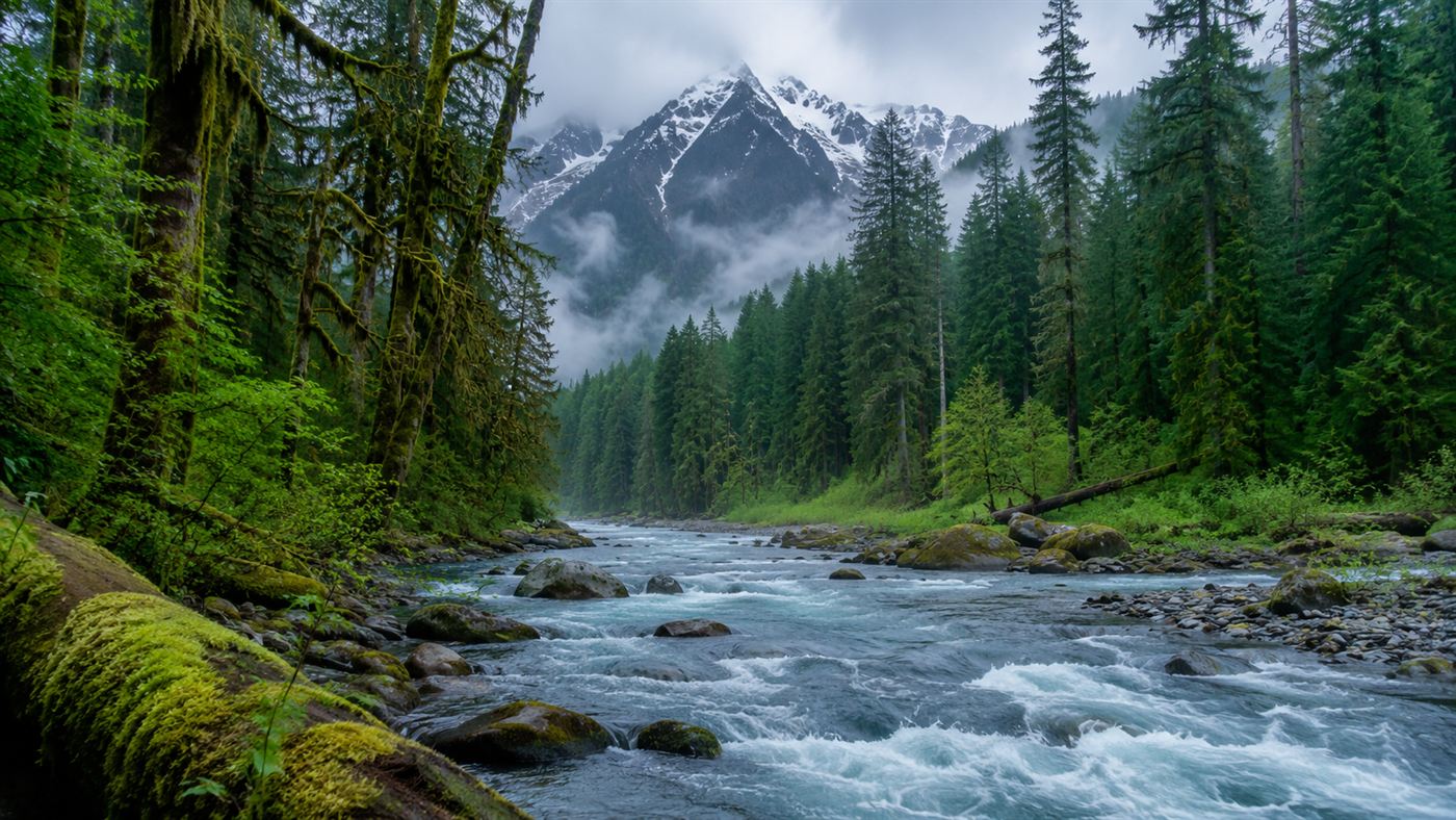 The restored Elwha River running clear through lush green temperate rainforest and mountains on the Olympic Peninsula in Washington