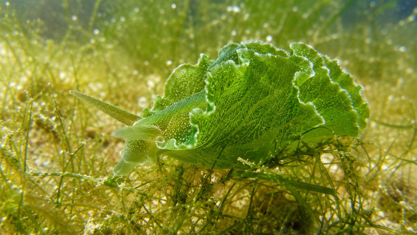 A bright emerald-green leaf-shaped solar-powered sea slug resting on algae in shallow water
