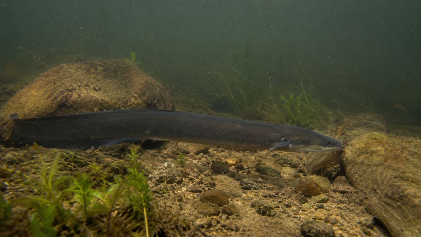 A large silver European eel moving through shallow clear river water over mossy green stones in a European river, its long body catching the light