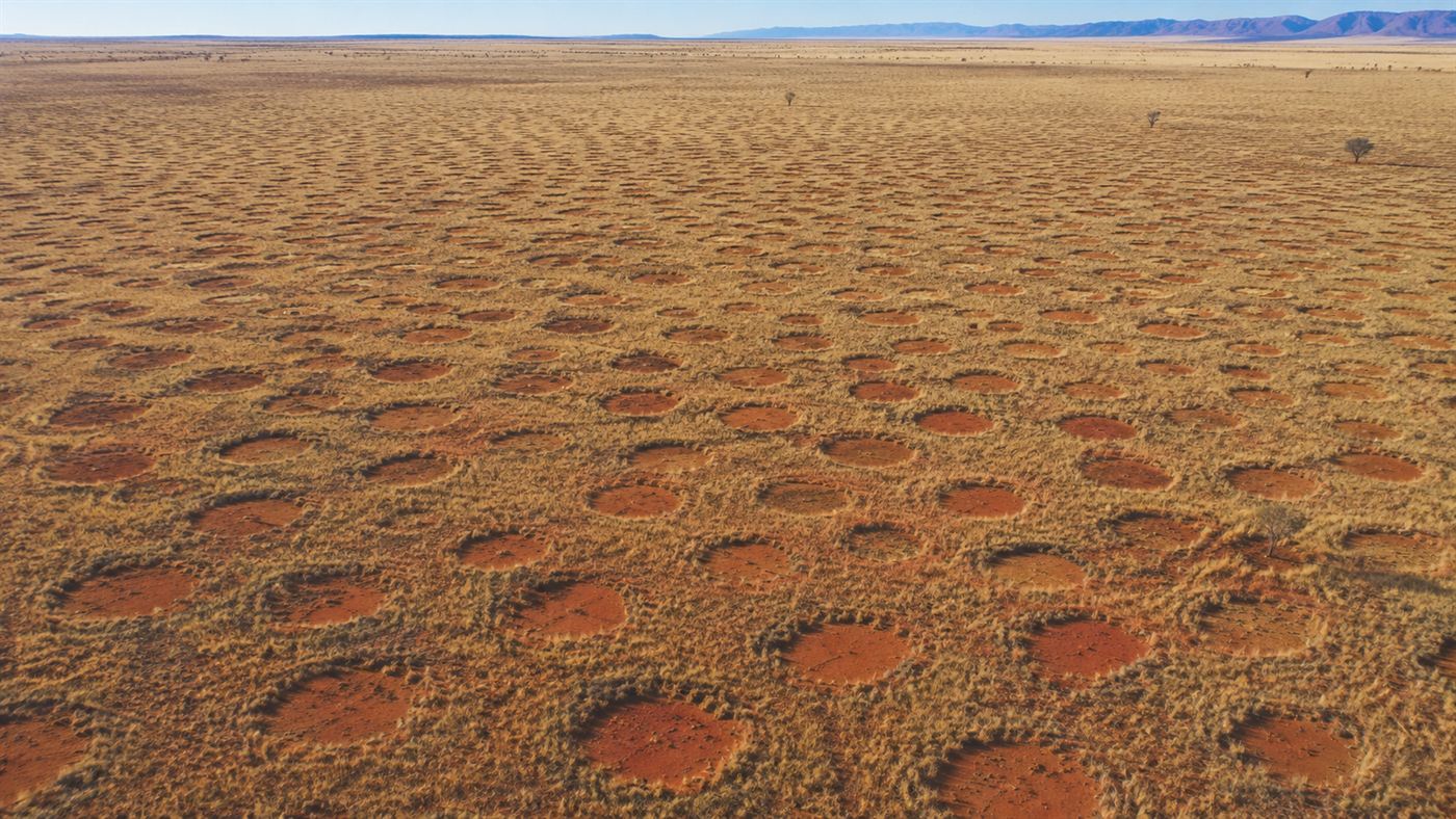 Aerial view of thousands of fairy circles forming a honeycomb pattern of bare patches across the reddish Namib Desert grassland