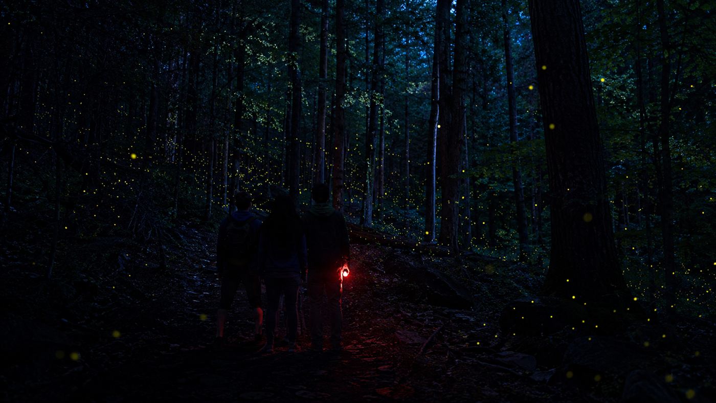 Visitors at a firefly viewing on a dark forest trail in the Smokies watching fireflies flash