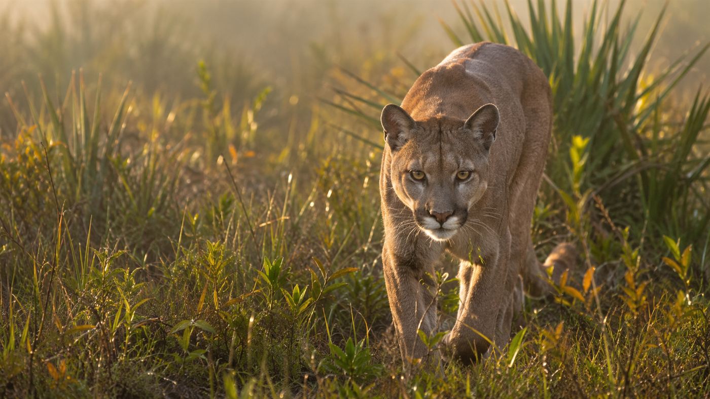 A Florida panther, a tawny cougar, walking alert through Everglades sawgrass and palmetto in golden morning light