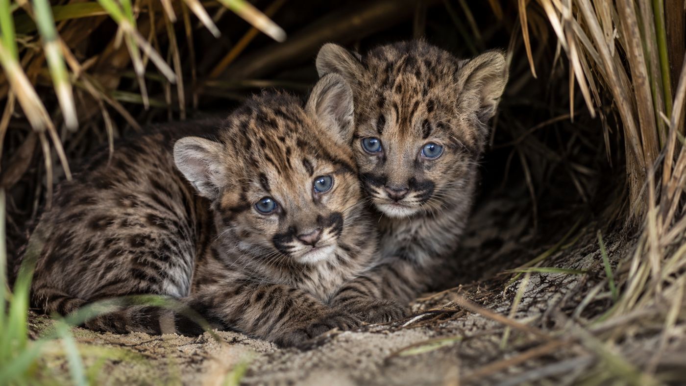 Two spotted Florida panther kittens with blue eyes nestled together in a palmetto den, an endangered species recovering