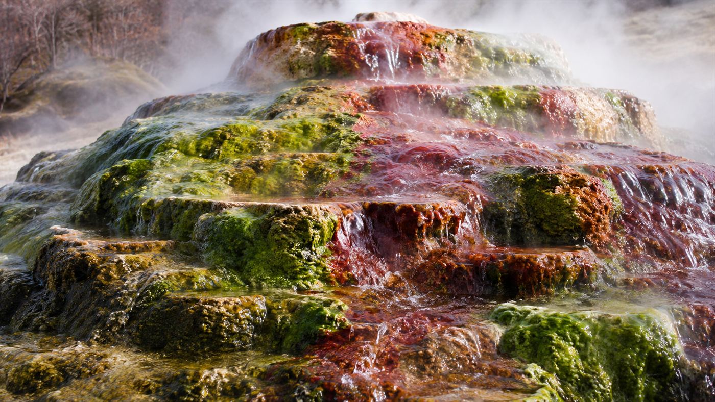 Close view of steaming terraced travertine pools coated in vivid green and red thermophilic algae at Fly Geyser