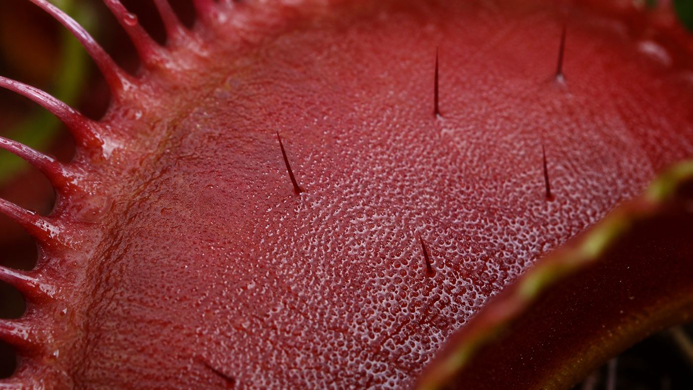Extreme close-up of the red inner surface of a Venus flytrap showing tiny trigger hairs