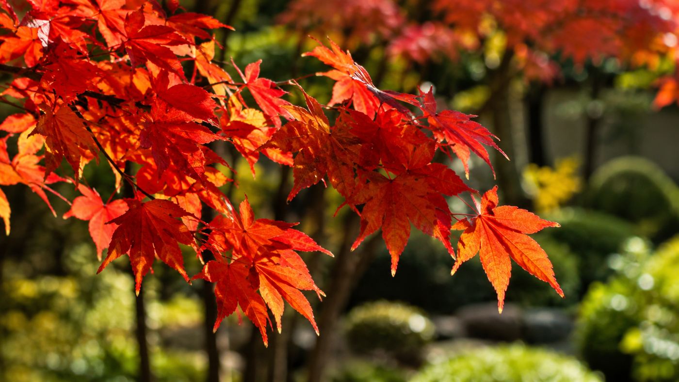 Brilliant crimson and orange autumn leaves glowing on a small tree branch