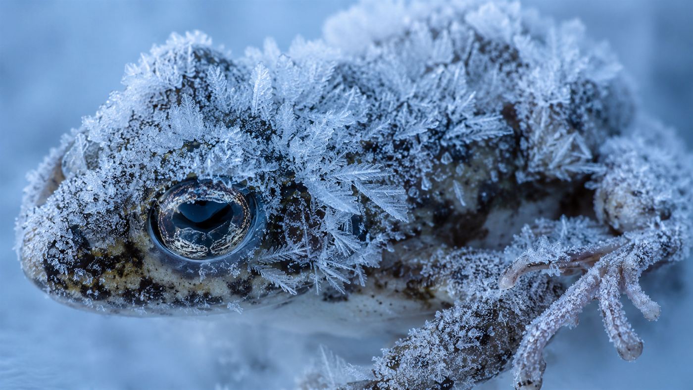Extreme close-up of delicate white ice crystals forming over the skin of a small frozen frog