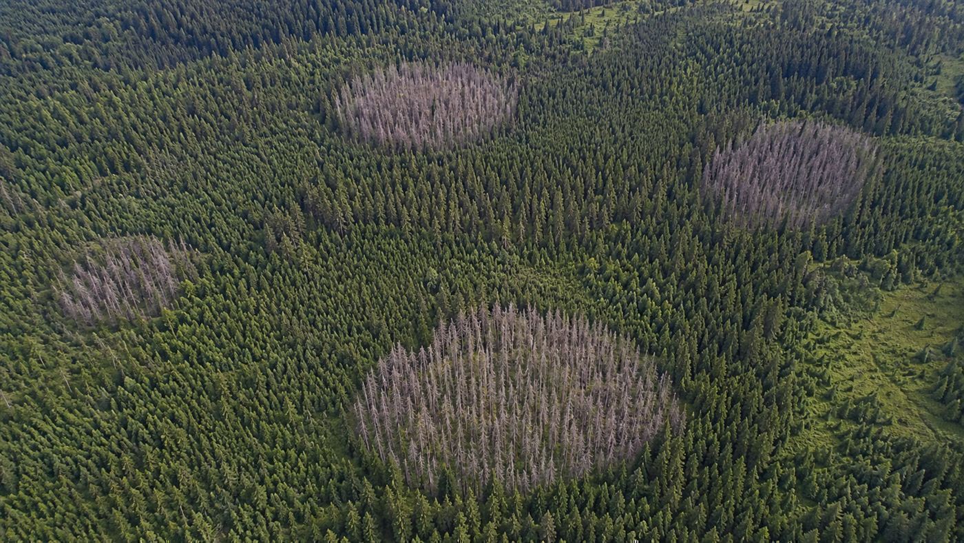 An aerial view of ring-shaped patches of dead conifer trees marking the spread of the humongous fungus