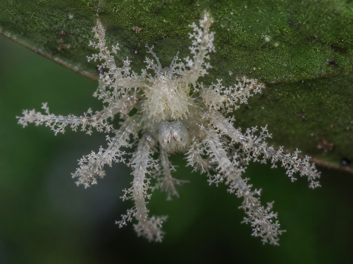 A pale spiky spider on the underside of a leaf shaped to resemble a growth of fungus