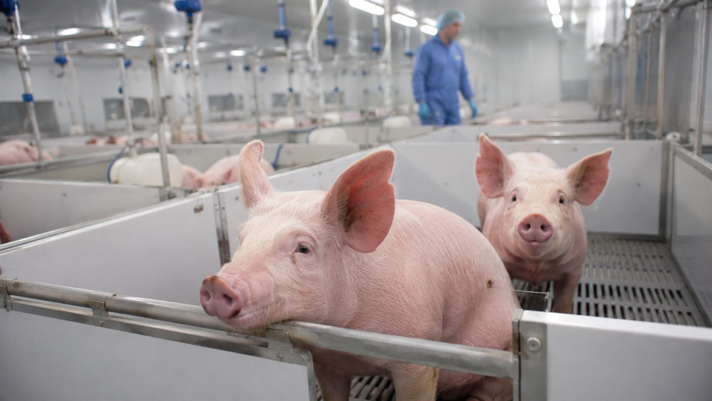 Healthy pink pigs in a clean modern research facility, a source of gene-edited pig organs for transplant