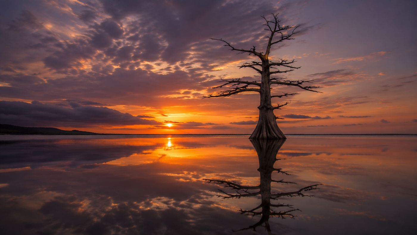 The stark silhouette of a lone dead coastal cedar standing in still water at sunset, part of a ghost forest