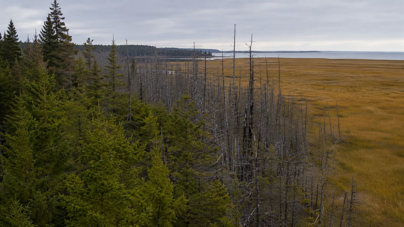 The edge of a coastal forest where living green trees give way to dead grey trunks and then open salt marsh grass