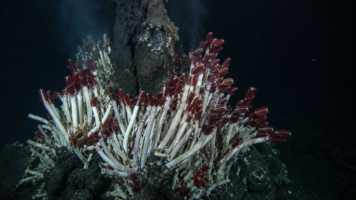 A dense cluster of giant tube worms with red plumes around a deep-sea hydrothermal vent in the dark