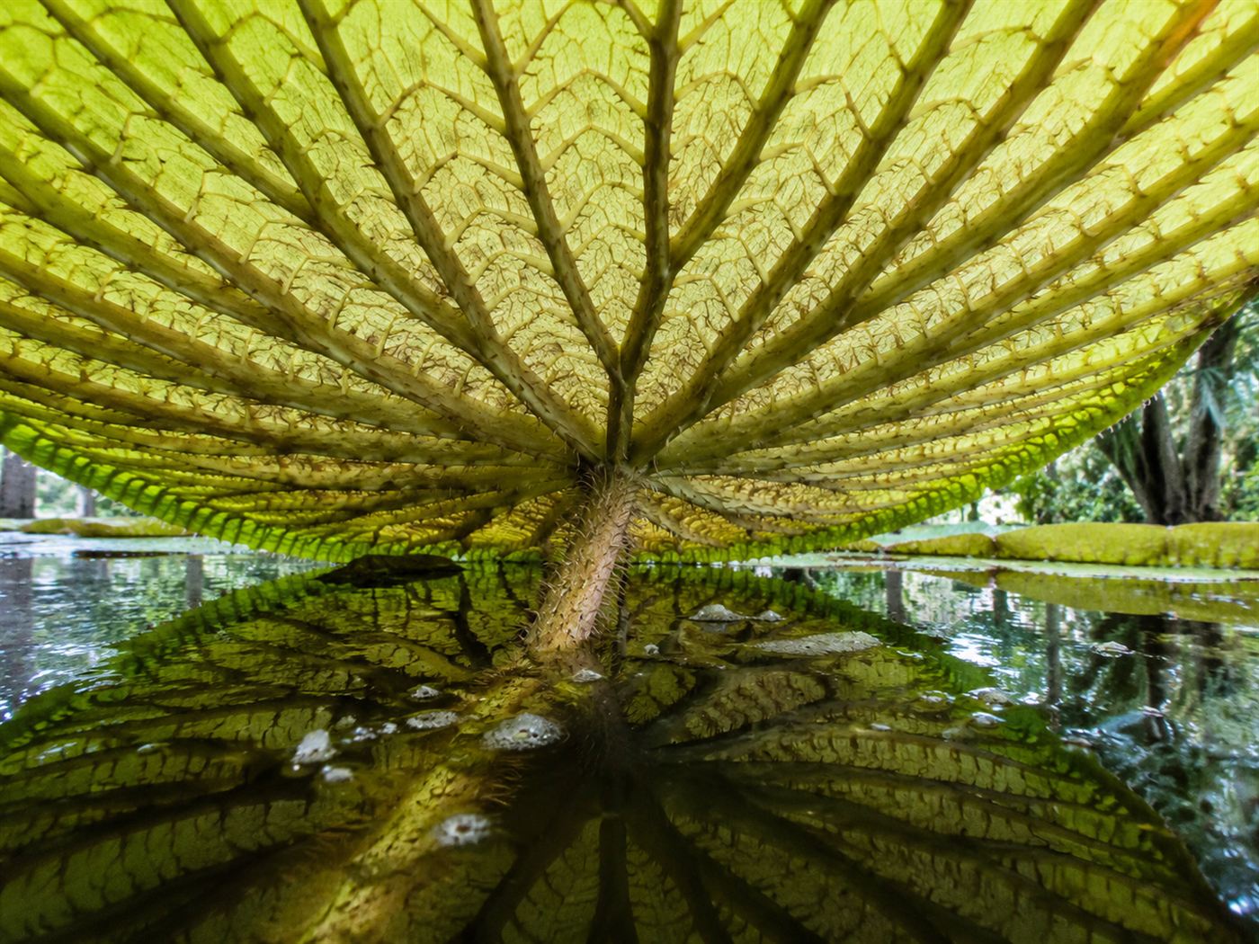The ribbed underside of a giant Amazon waterlily leaf, the natural structure that inspired the Crystal Palace