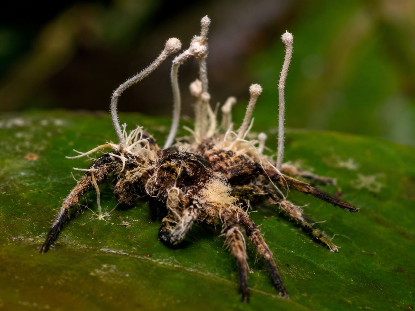 A real Gibellula parasitic fungus growing as pale hairy stalks out of the body of a dead spider on a leaf