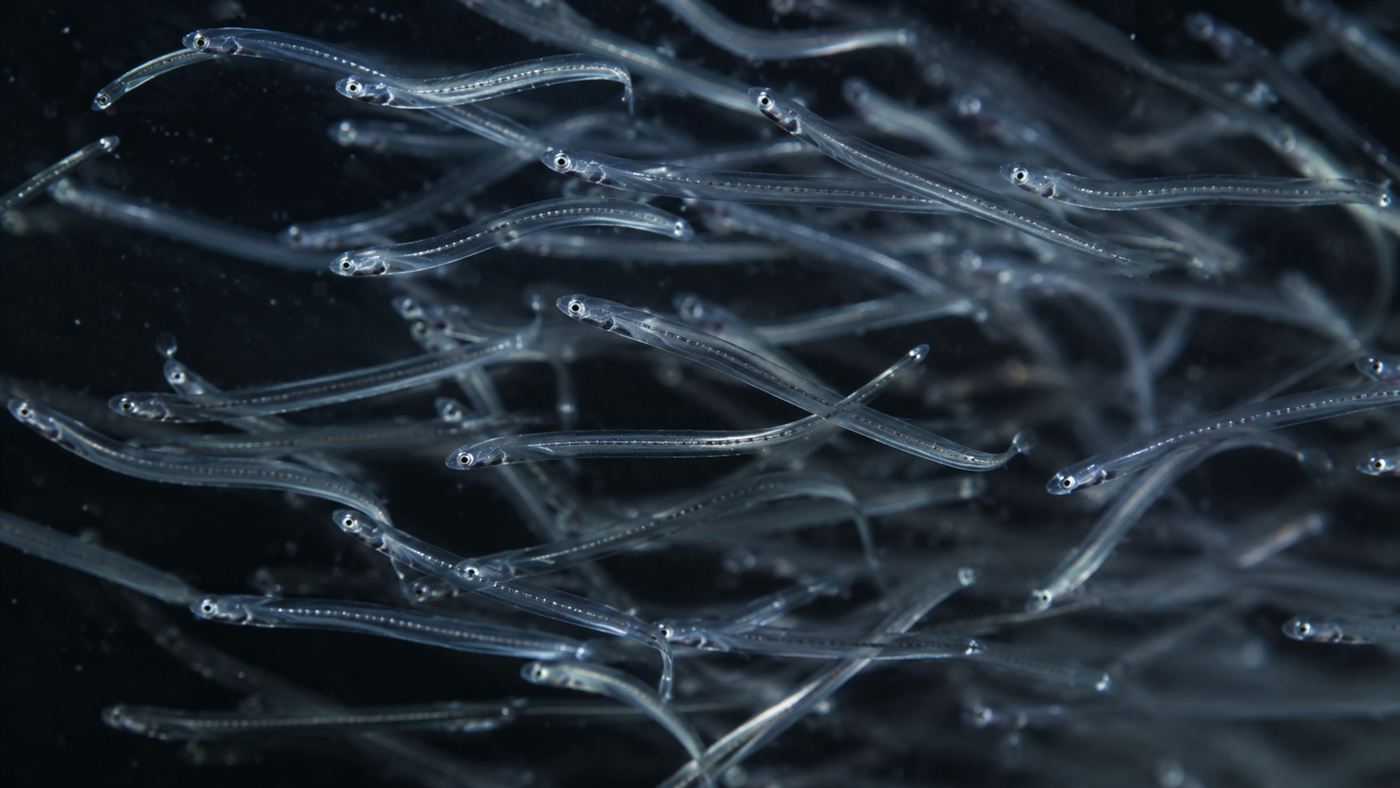 A swarm of tiny transparent thread-like glass eels swimming together in dark water