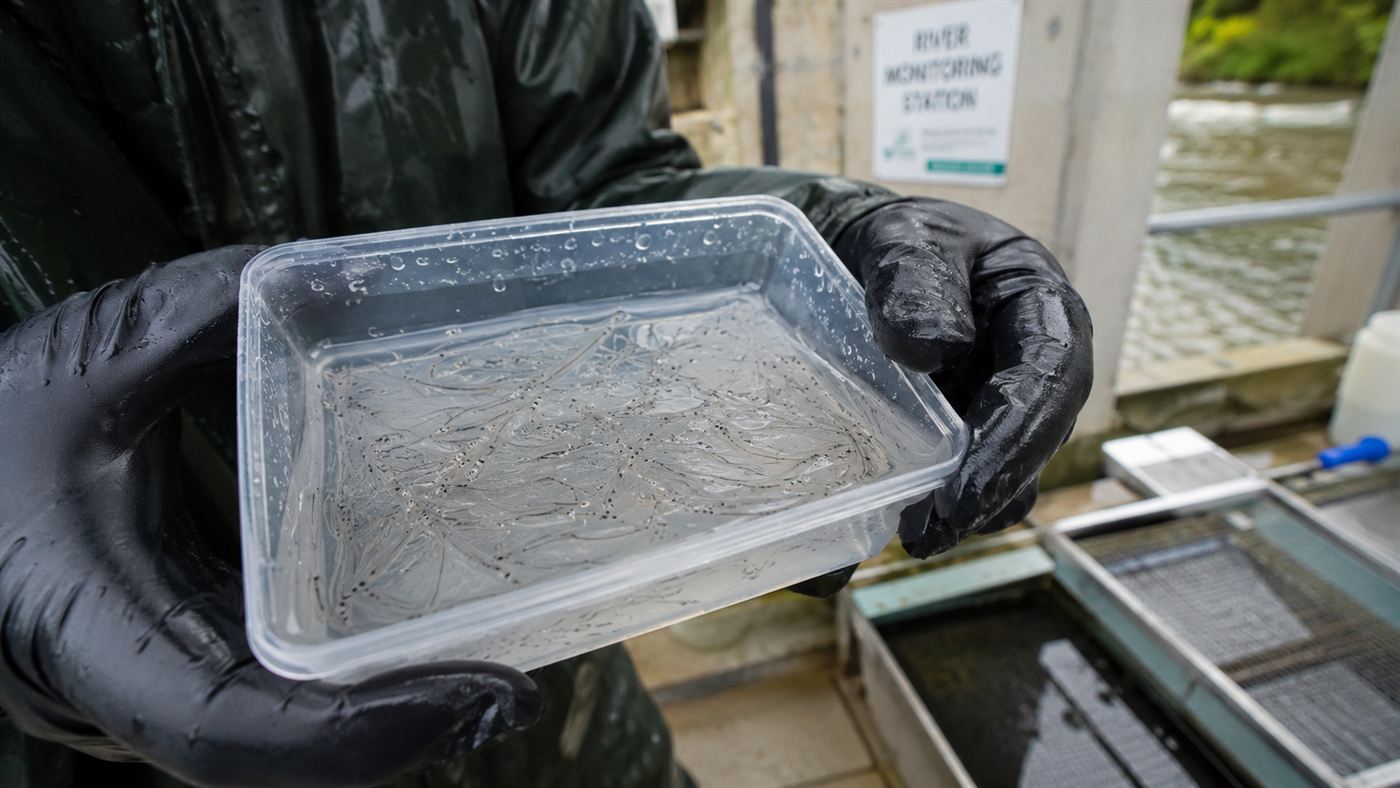 A researcher in waterproof gloves carefully holding a small transparent container filled with dozens of tiny glass eels at a river monitoring station