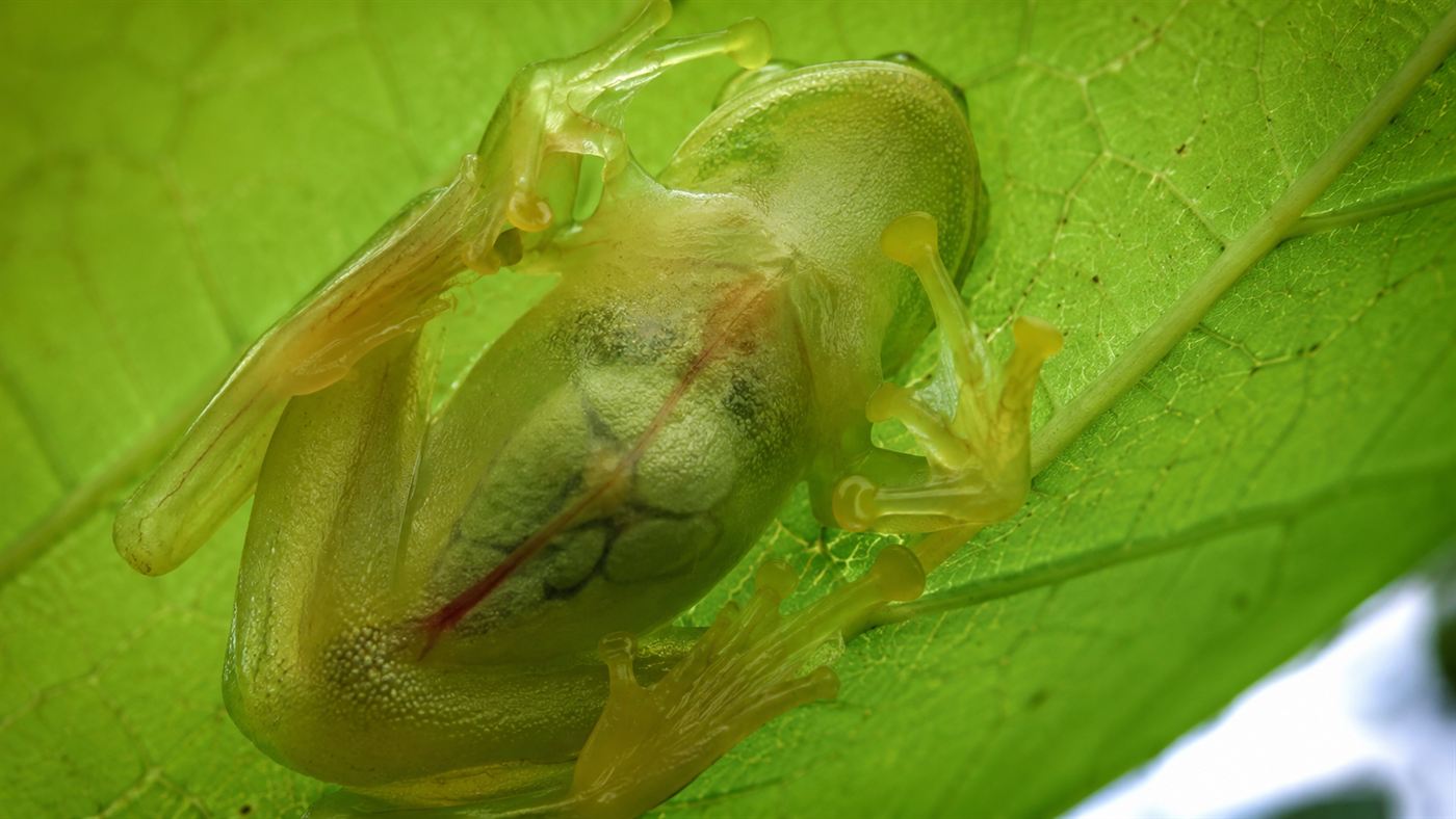 The translucent underside of a small green tree frog, faint organs visible through the skin