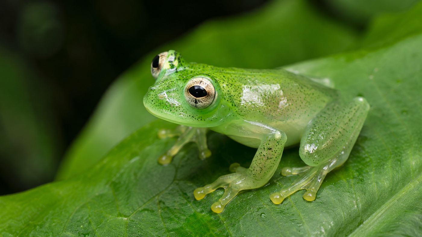 A small translucent green glass frog resting on a bright green leaf
