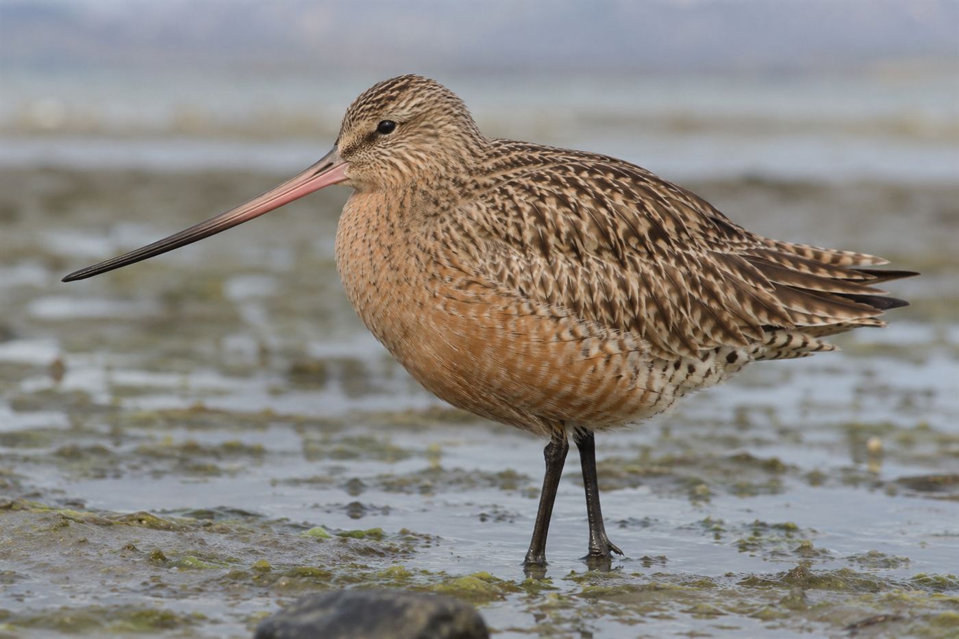 A plump bar-tailed godwit standing on an Alaskan mudflat, fattened up before its long migration