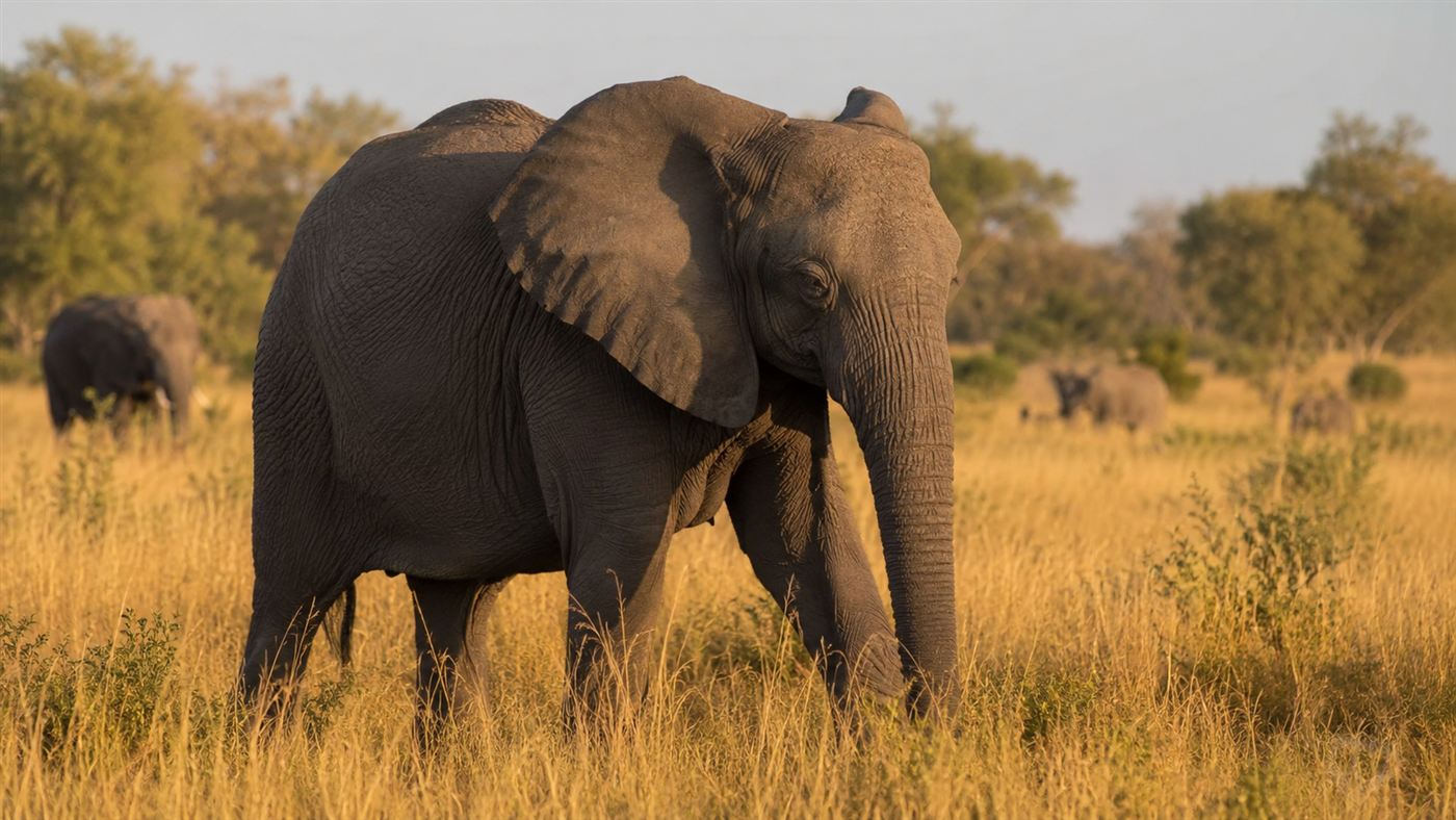 A large adult female African elephant without tusks standing in golden savanna grassland in Mozambique, warm afternoon golden hour light, other elephants in background