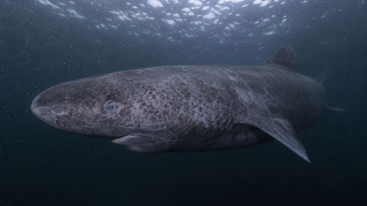 A Greenland shark gliding slowly through the dark cold water of the Arctic Ocean