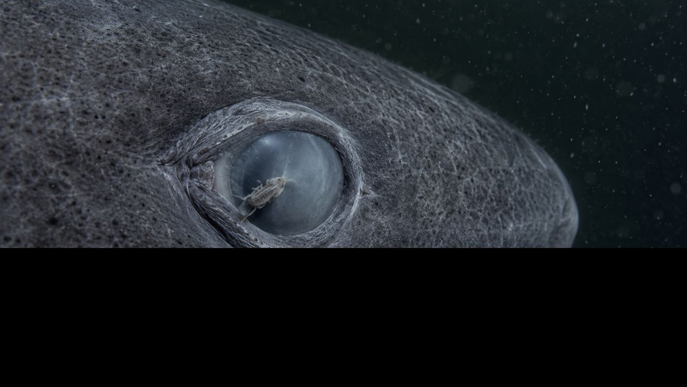 Close-up of the parasite-clouded eye of a Somniosus microcephalus, the Greenland shark