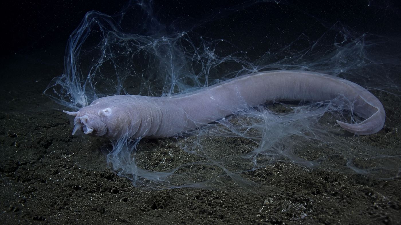 A pale eel-like hagfish on the dark seafloor surrounded by clouds of white slime