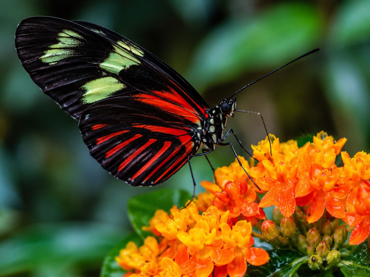 A tropical butterfly feeding at a cluster of small flowers, its long proboscis probing the blooms for pollen and nectar