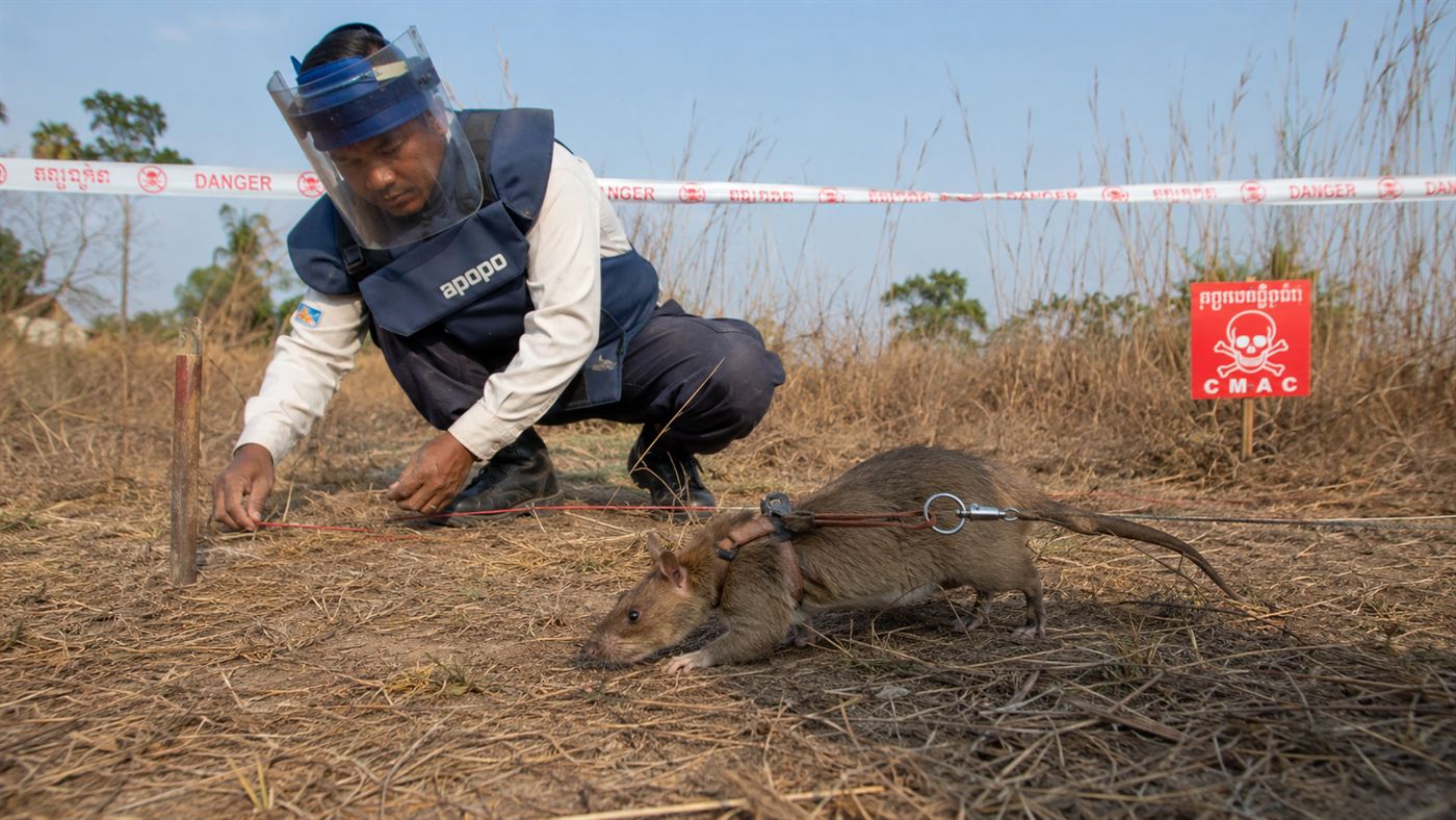 A deminer in protective gear guiding a harnessed HeroRAT along a search line in a Cambodian field