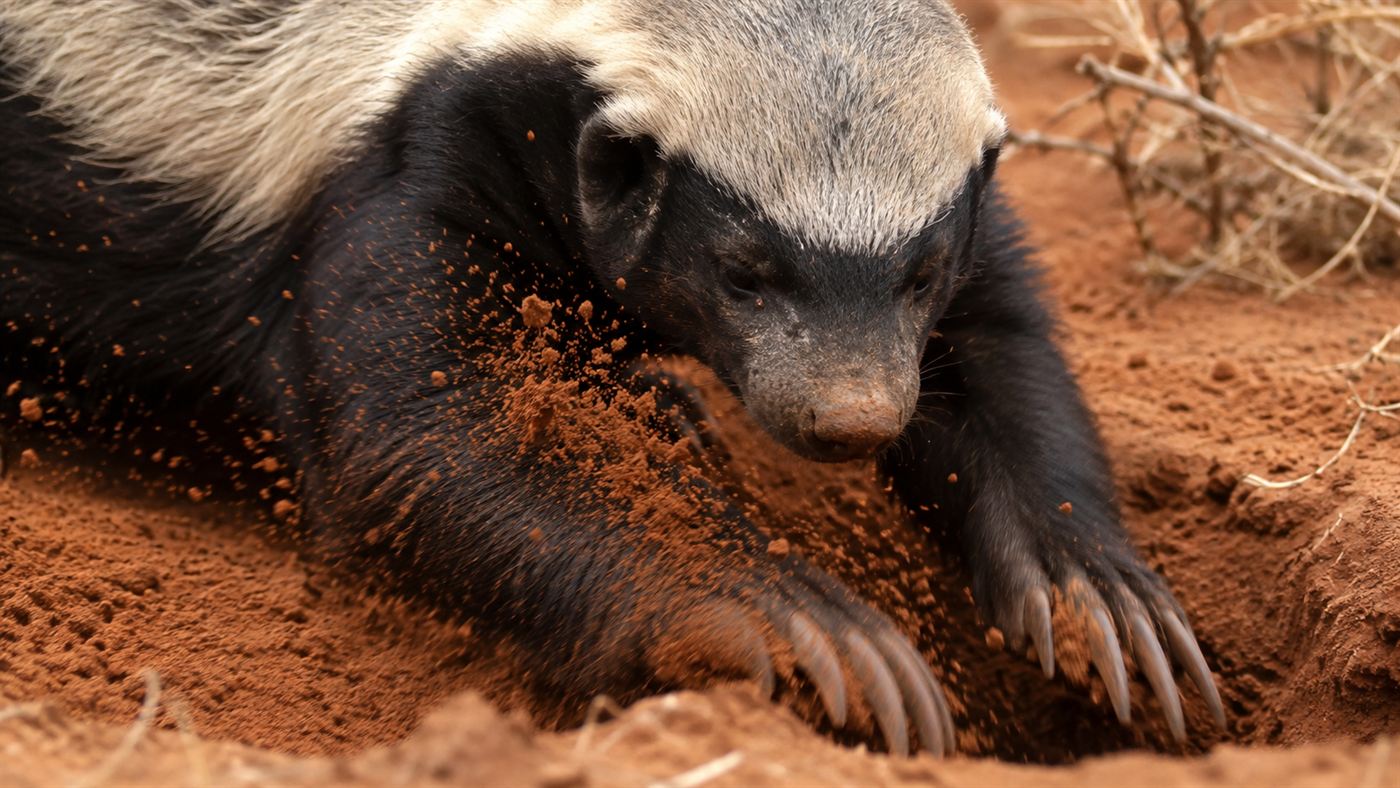 Close-up of a honey badger digging in red soil with its long powerful front claws