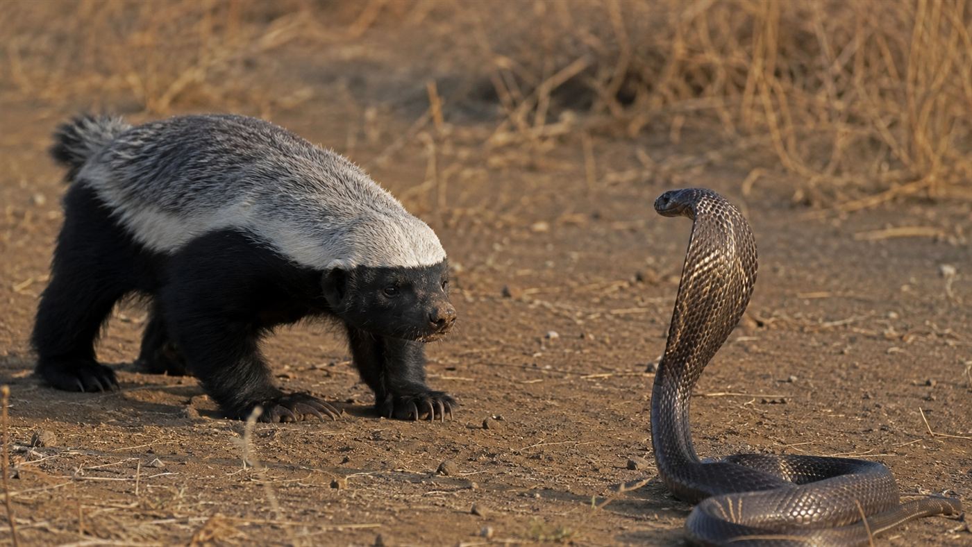 A honey badger facing off against a raised cobra on dry ground