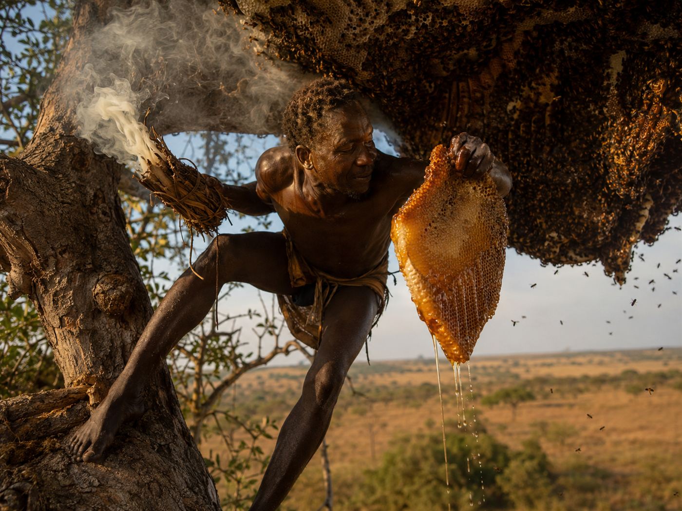 An African honey hunter reaching into a wild bees' nest in a tree with smoke, after being led there by a honeyguide