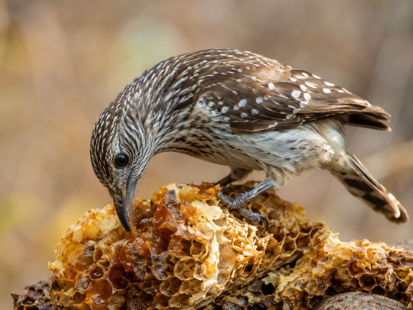 A honeyguide bird perched on broken honeycomb eating beeswax, its reward for leading a honey hunter