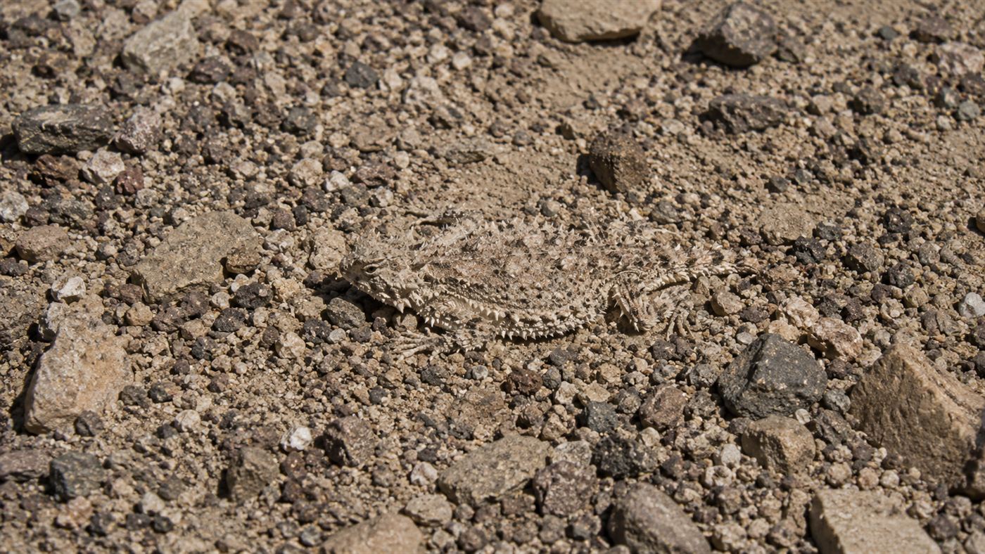 A horned lizard camouflaged against sandy desert gravel and small rocks