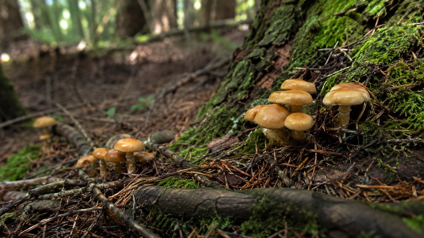Clusters of honey-colored Armillaria mushrooms on a forest floor, the only visible sign of the humongous fungus