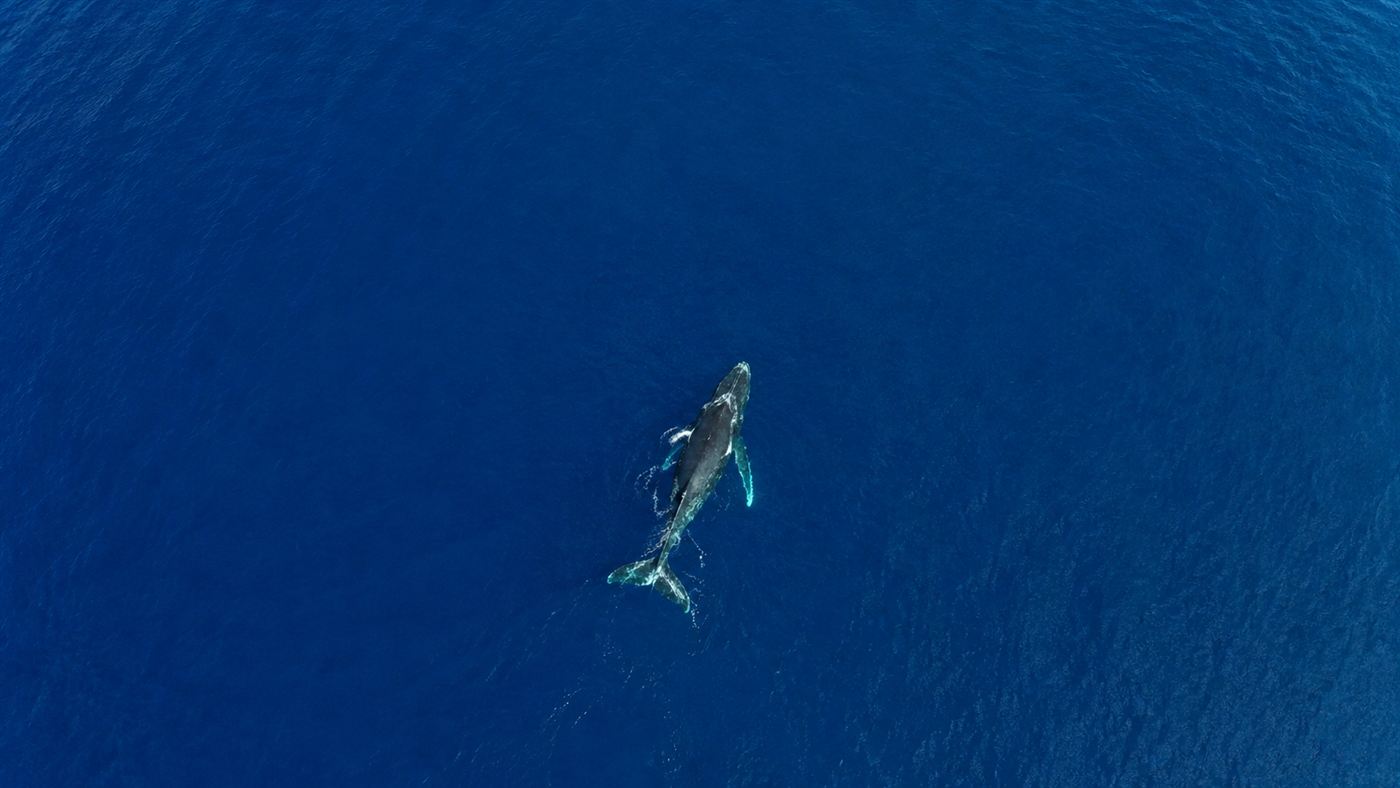 An aerial view of a lone humpback whale swimming across a vast expanse of deep blue open ocean